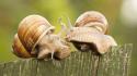 Animals fences molluscs snails wallpaper