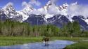 Animals forests lakes landscapes mountains wallpaper
