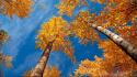 Autumn forests landscapes nature scene wallpaper