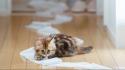 Ben torode cats kittens pets toilet paper wallpaper