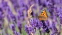 Blurred background butterflies flowers purple wallpaper