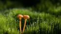 Dew grass mushrooms nature wallpaper