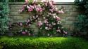 Flowers garden hedges pink wall wallpaper
