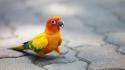 Funny parrot pictures wallpaper
