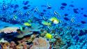 Great barrier reef blue ocean wallpaper