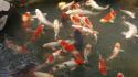 Japan animals fish goldfish koi wallpaper