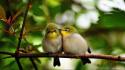 Japanese white-eye affection birds branches nature wallpaper