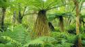 New zealand ferns islands wallpaper