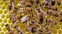 Queen bees hymenopthera insects nature wallpaper