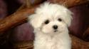 White cute puppy wallpaper