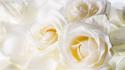White rose flower wallpaper