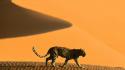 Africa namibia animals deserts dunes wallpaper