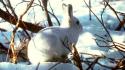 Animals arctic branches bunnies nature wallpaper