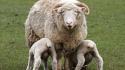 Animals baby lambs sheep wallpaper