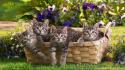 Animals baskets cats cubs domestic cat wallpaper