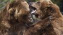 Animals bears grizzly wallpaper