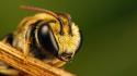 Animals bees insects nature wallpaper