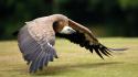 Animals bird of prey birds flight vultures wallpaper