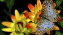 Animals butterflies insects nature wallpaper