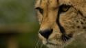 Animals cheetahs eyes wallpaper