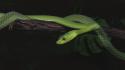 Animals green mamba reptiles snakes wallpaper