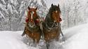 Animals horses landscapes nature snow wallpaper