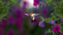 Animals hummingbirds nature wallpaper