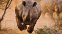 Animals rhinoceros wallpaper