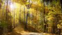 Autumn forests nature outdoors trees wallpaper