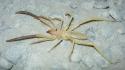 Camel spider camouflage spiders wallpaper