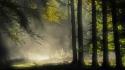 Dawn enchanted forests grass landscapes wallpaper