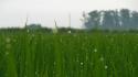 Dew green field nature rice wallpaper