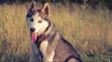Dogs husky pets wallpaper