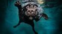 Dogs swimming pools underwater wallpaper