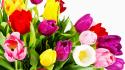 Flowers multicolor tulips wallpaper