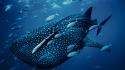 National geographic animals fish nature whales wallpaper