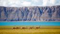 National geographic tibet animals antelope lakes wallpaper