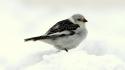 Alaska animals birds nature snow wallpaper