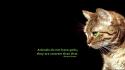 Animals black background cats quotes simple wallpaper