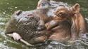 Animals hippopotamus water wallpaper