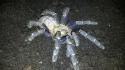 Arachnids insects spiders wallpaper