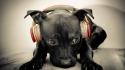 Beats by drdre animals dogs headphones wallpaper