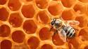 Bees honeycomb insects wallpaper
