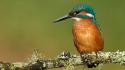 Birds blurred background branches kingfisher nature wallpaper