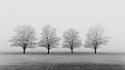 Black and white fields fog grayscale landscapes wallpaper