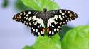 Butterflies insects nature wallpaper