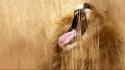 Lion roar wallpaper