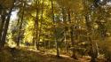 Romania forests landscapes nature wallpaper