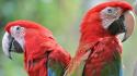 Scarlet macaws animals birds parrots wallpaper