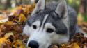 Siberian husky animals dogs leaves wallpaper
